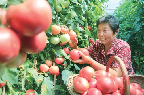 河南尉氏：特色产业促增收